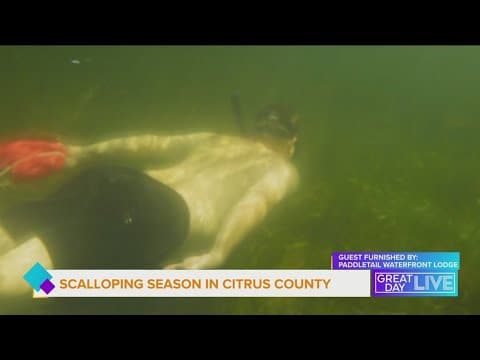 Dive into scalloping season