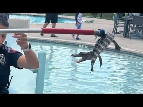 Check out what was lurking in a Fulshear community pool --  a gator!