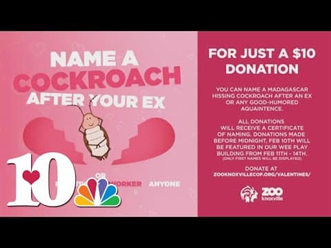 Zoo Knoxville giving people a chance to name a cockroach after their ex during new fundraiser