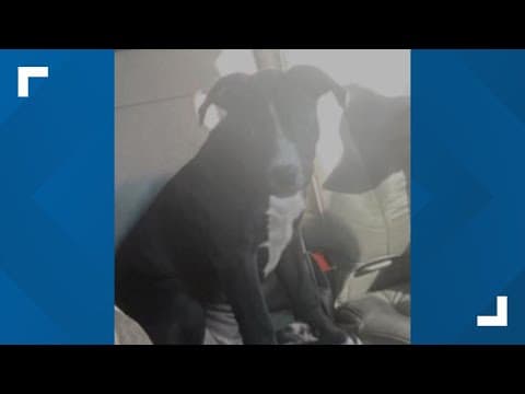 Man arrested for stealing puppy during SE DC break-in