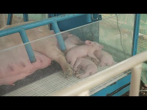 State Fair of Texas: Educating fairgoers on the importance of agriculture