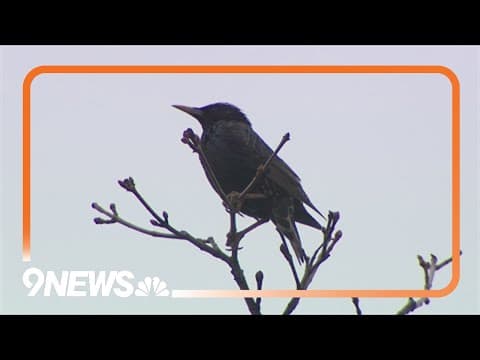 Birds take over Littleton apartment complex