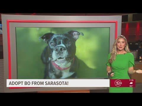 Bo from Sarasota looking for fur-ever home