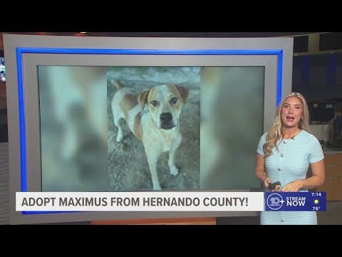 Give Maximus from Hernando County a fur-ever home!