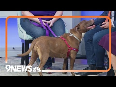 Sweetest 9-year-old Pitbull-mix needs a forever home