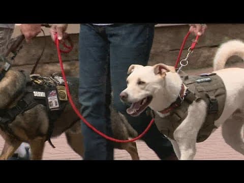 Wild's Celly goes to his forever home