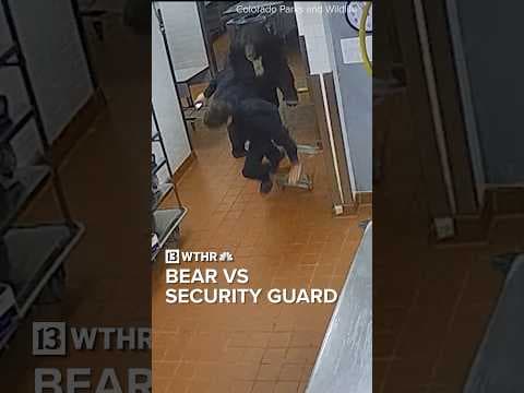 Colorado security guard surprises bear in resort kitchen