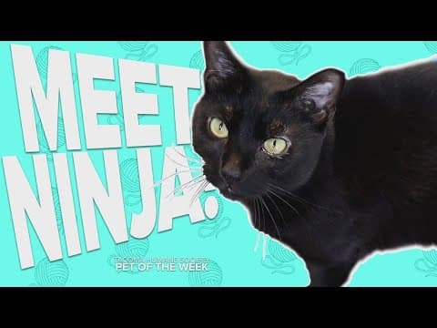 Pet Rescue of the Week: Ninja
