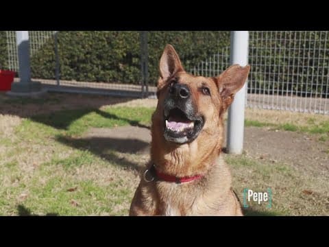 Tailwaggers: Meet Pepe