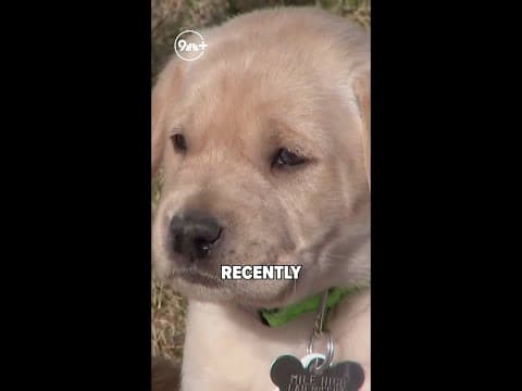 Advice on finding a new pet after losing one