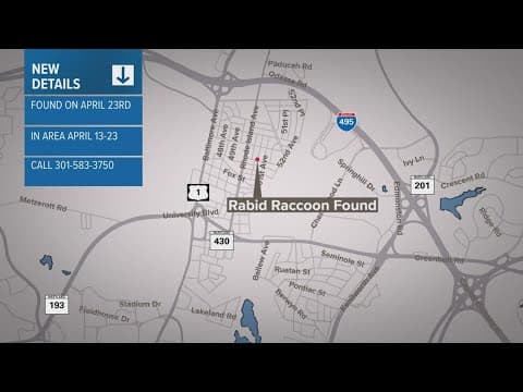 Rabid raccoon found in College Park