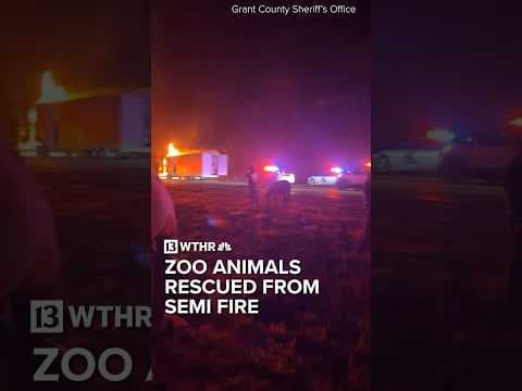 Indiana State Police rescue zoo animals trapped in semi fire on I-69