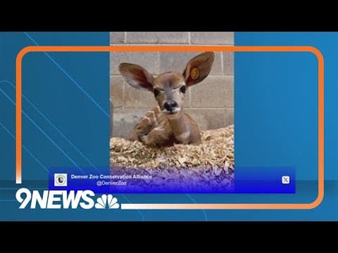 Denver Zoo welcomes another new baby animal
