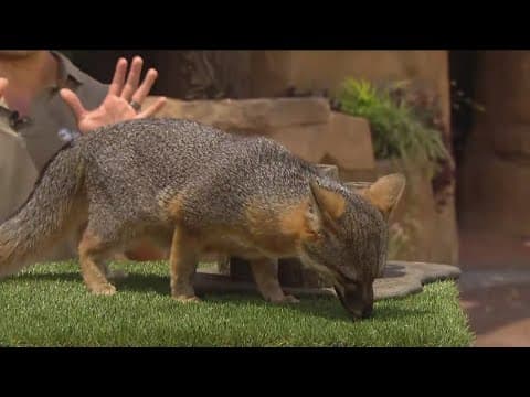 Zoo Day | Meet the Catalina fox