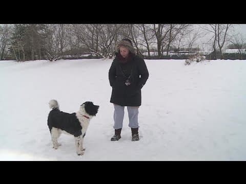 Cold weather safety tips for people & pets as dangerous conditions linger