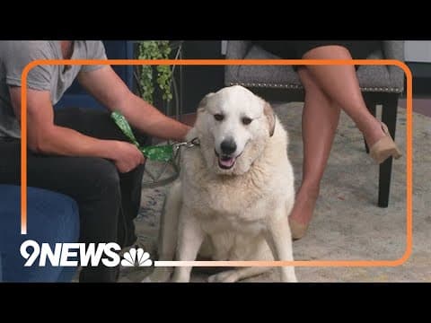 Sweet senior Great Pyrenees-Lab mix needs forever home