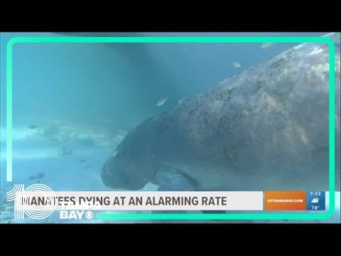 Manatees dying at an alarming rate in Florida