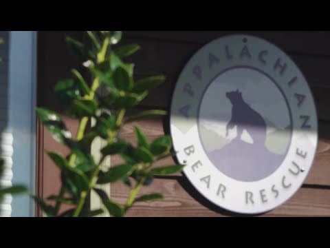 Appalachian Bear Rescue and TWRA reach new agreement to allow ABR to take in orphaned cubs again