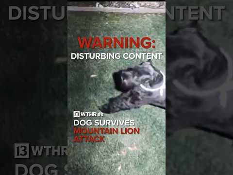 Caught on camera | Dog survives mountain lion attack in backyard
