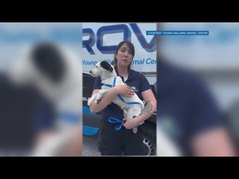 New video released of surviving dog in a Knoxville animal cruelty case