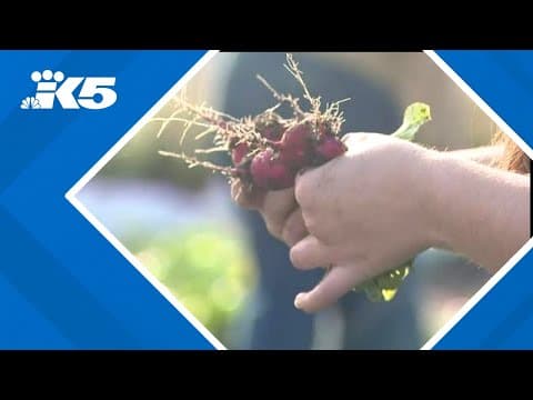 Golf course turned farm continues mission to serve 12 south King County food banks