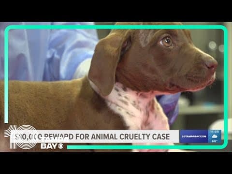 3 puppies thrown out of car in Tampa; $10,000 reward offered for tips leading to arrest