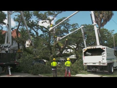 Latest on fallen live oak tree lying across Carrollton Avenue in Uptown New Orleans
