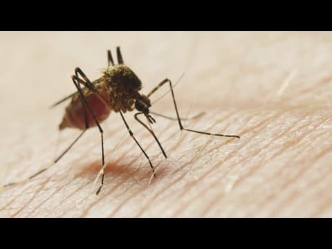 Heavy rain brings increased mosquito risk in Harris County