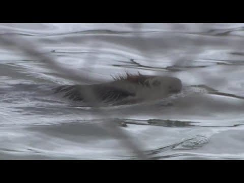 Wally the Beaver saved from extermination after Kingstowne community petitioned to save him