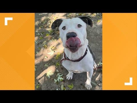 Pets of the Week: 11-4-2023