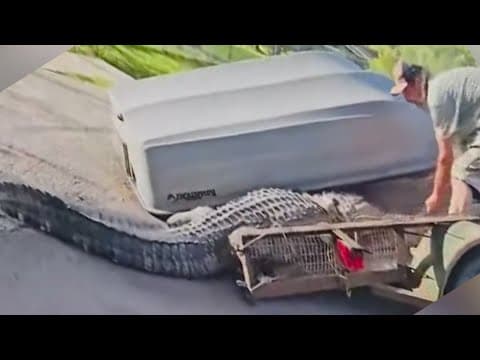Alligator caught lounging in front yard in northeast Harris County