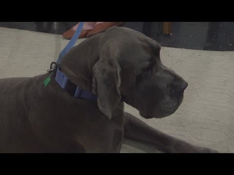 Slidell animal shelter hoping for new foster parents ahead of Christmas