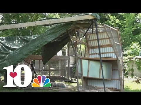Woman loses around 25 chickens after she says bear destroyed her Strawberry Plains coop