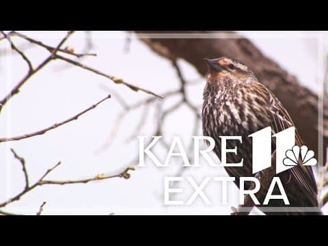 American birds are in rapid decline, including many here in Minnesota