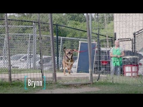 Tailwaggers: Meet Brynn