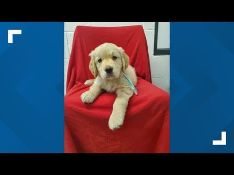 Golden retrievers adopted after being rescued from New Albany home