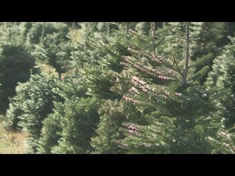 Expect to spend a little extra for a real Christmas tree this holiday season