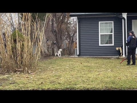 Grandfather mauled by loose dogs in own backyard