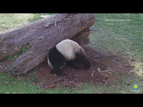 Baby panda, Bao Li, turns 4 next Monday | The Night Cap