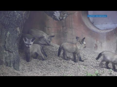 Zoo Knoxville asks for community input to name new arrivals