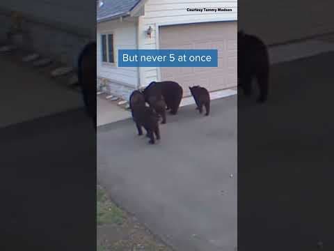 Move over, Goldilocks, here's the story of Tammy and the FIVE bears!