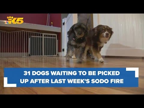 31 dogs from SODO fire still waiting to be picked up