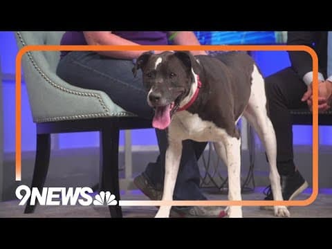 Meet Henry! Active pup looking for his forever home