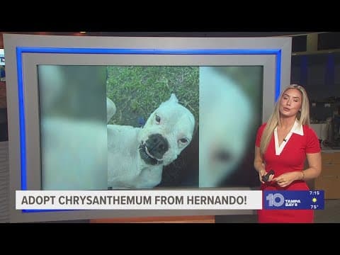 Chrysanthemum from Hernando looking for fur-ever home!