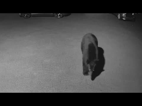 Black bear spotted in Northern Virginia backyard