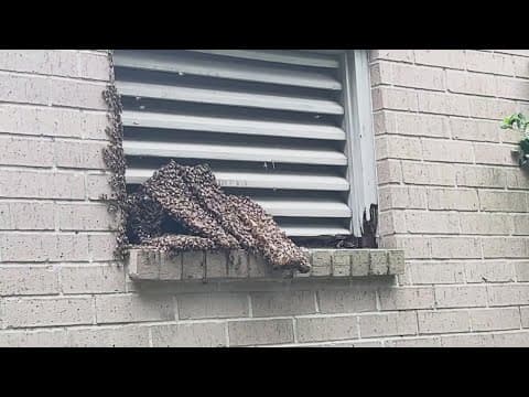 Shern-Min Chow had around 48,000 bees in her garage