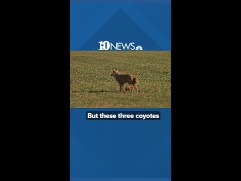 Coyote decoys at Lakeshore Park in Knoxville keep geese away