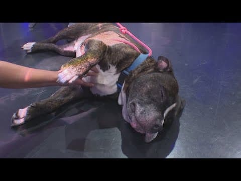 Tailwaggers: Meet Bennie