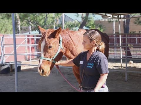 Humane Society seeks information on 2 abandoned horses