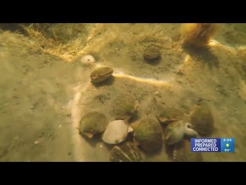 Pasco County's scallop season begins Thursday, will last 40 days